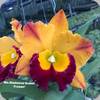 Rlc. Madonna Queen Frozen